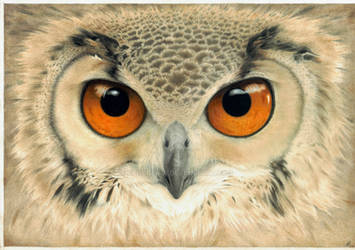 Bubo bubo