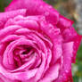 Water drops on rose petals