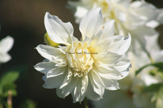 White Dahlia