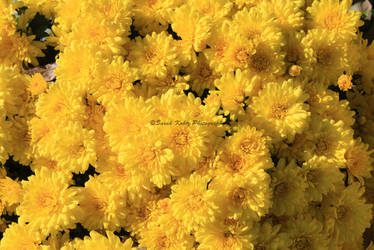 Yellow Mums