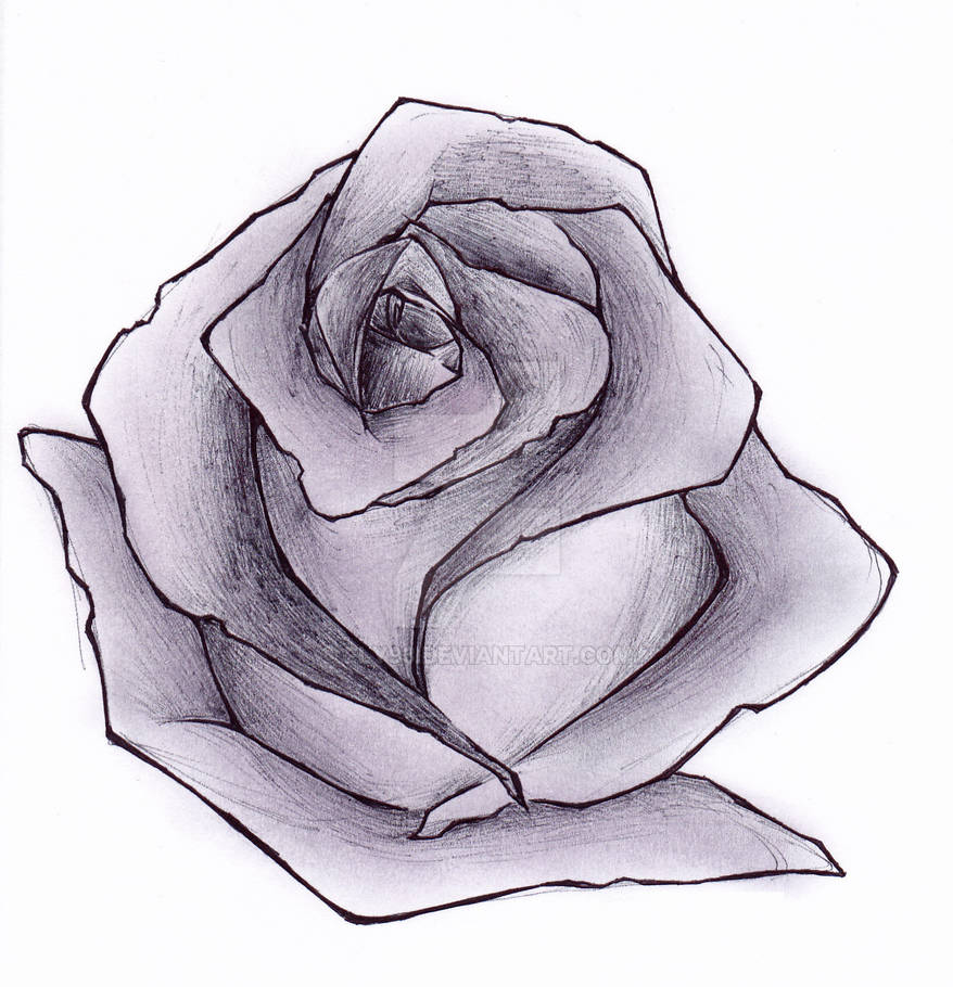 Black Rose Sketch by Fly93 on DeviantArt
