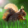 Summer squirrel