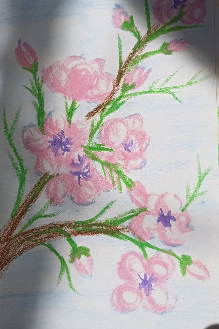 Cherry blossom - oil pastel by davincimelancholy on DeviantArt