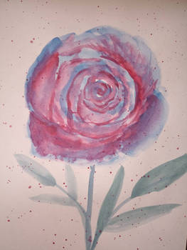 Winter rose - watercolour 
