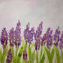 Lavender - watercolour 