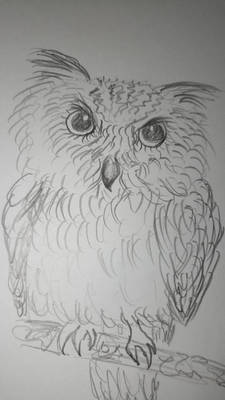 Owl - pencils artwork 