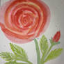 Red rose - watercolour painting 