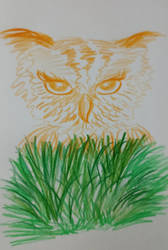 Little orange owl - colour pencils 