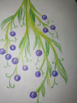 Blueberry - Colour pencils