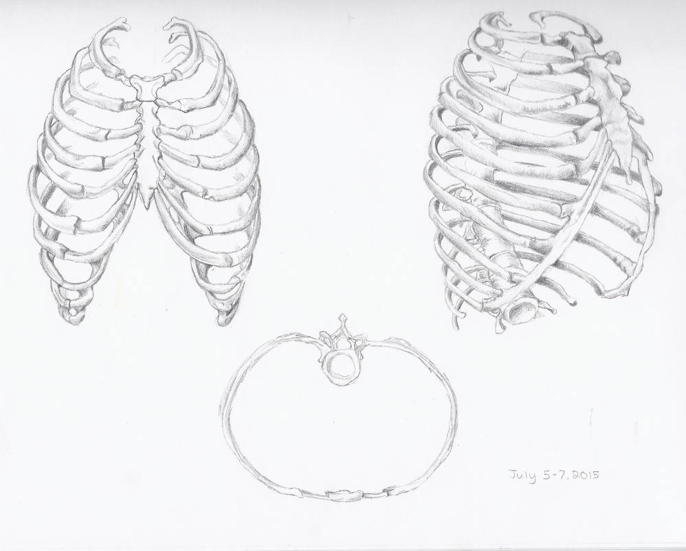 Skeleton Ribs by Gracethelittleartist on DeviantArt