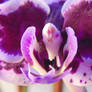 Orchid