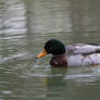 Canard