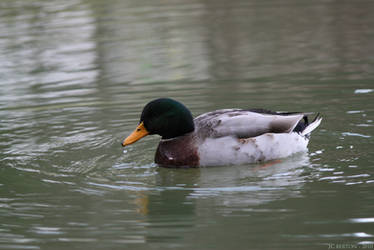 Canard