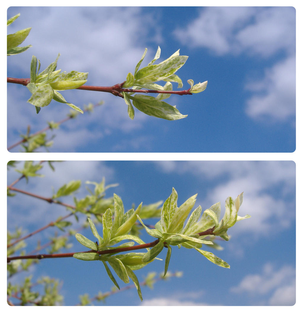 Branches