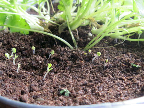 Sprouting Parsley