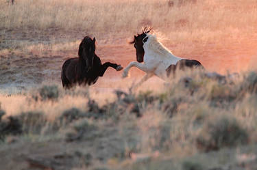 Mustang Fight by Tommy Stewart