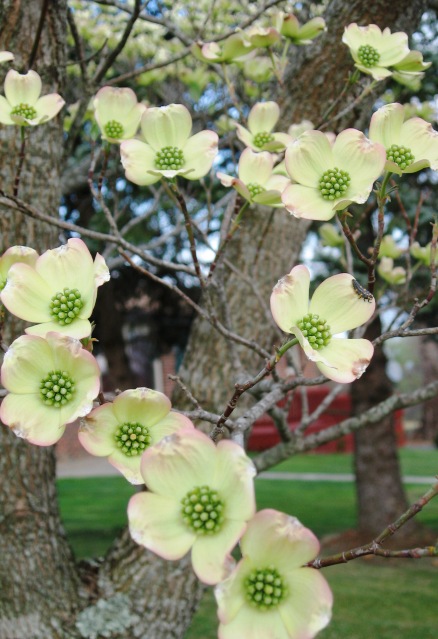 Beatle on a dogwood flower