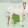 RCR Clown In Your Rodeo -Foal-