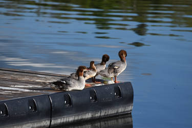 Ducks In A Row