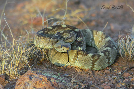 Black Tailed Rattlesnake (Crotalus ornatus)