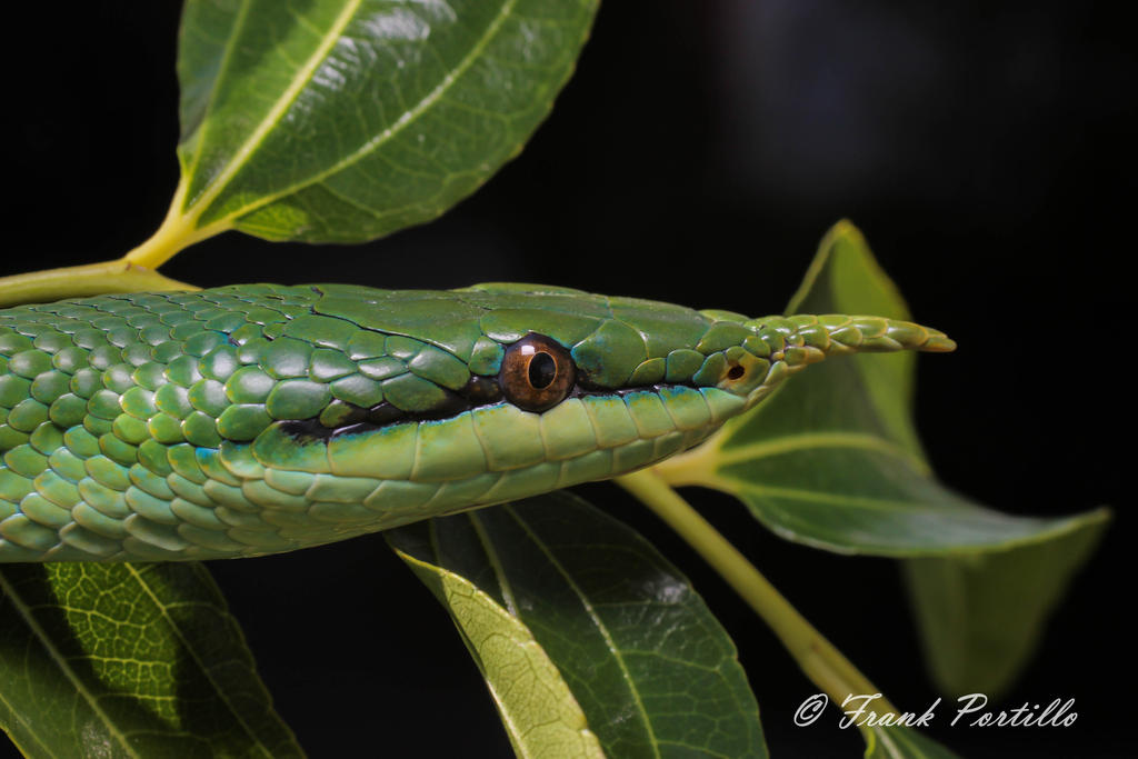 Rhino Rat Snake