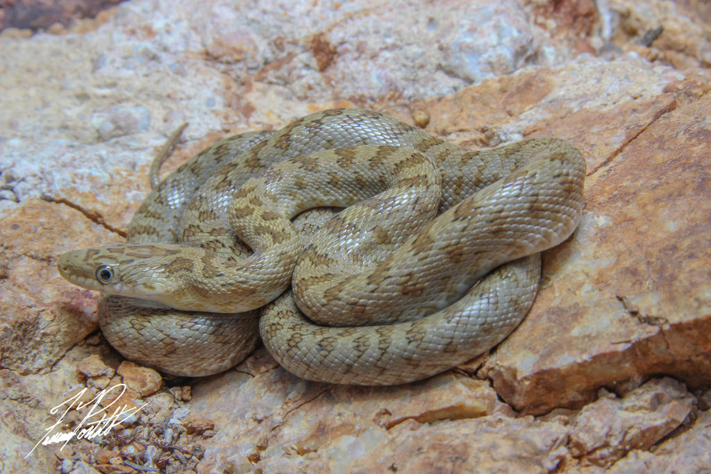 Green Rat Snake