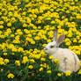 Rabbit n' Flowers