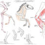 Horse Anatomy Tutorial 1