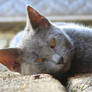 Russian Blue