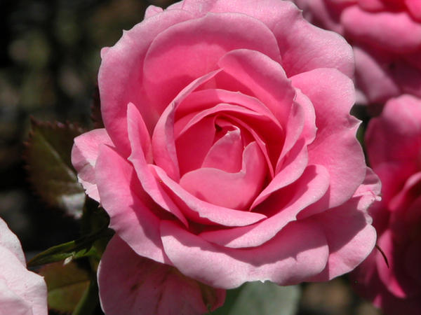 Pink Tea Roes Pink Tea Rose by zannen-na on DeviantArt