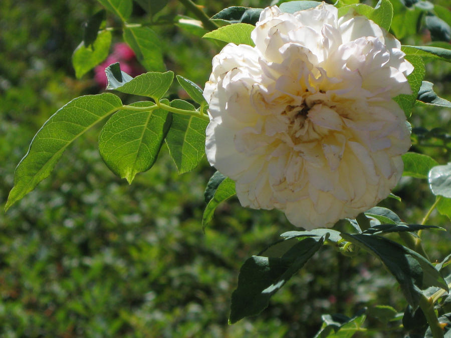 White Rose