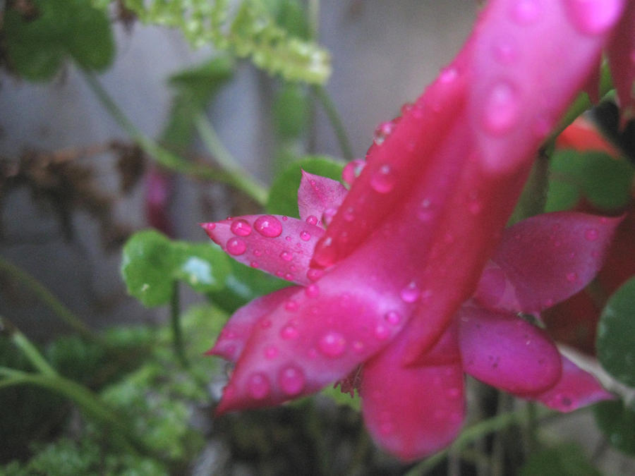 Pink Succulent Flower