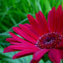 Asteraceae Gerbera