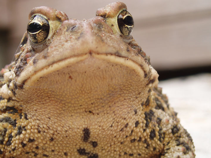 Mr.toad