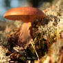 Mushrooming