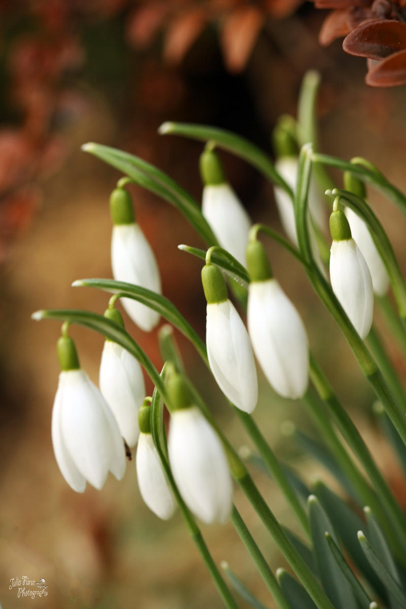 When snow drops