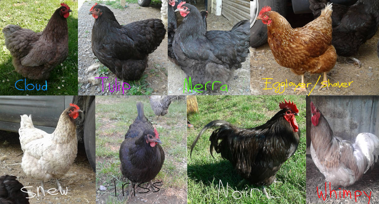 Promethean Chicken The Chickens by Proximasaur on DeviantArt