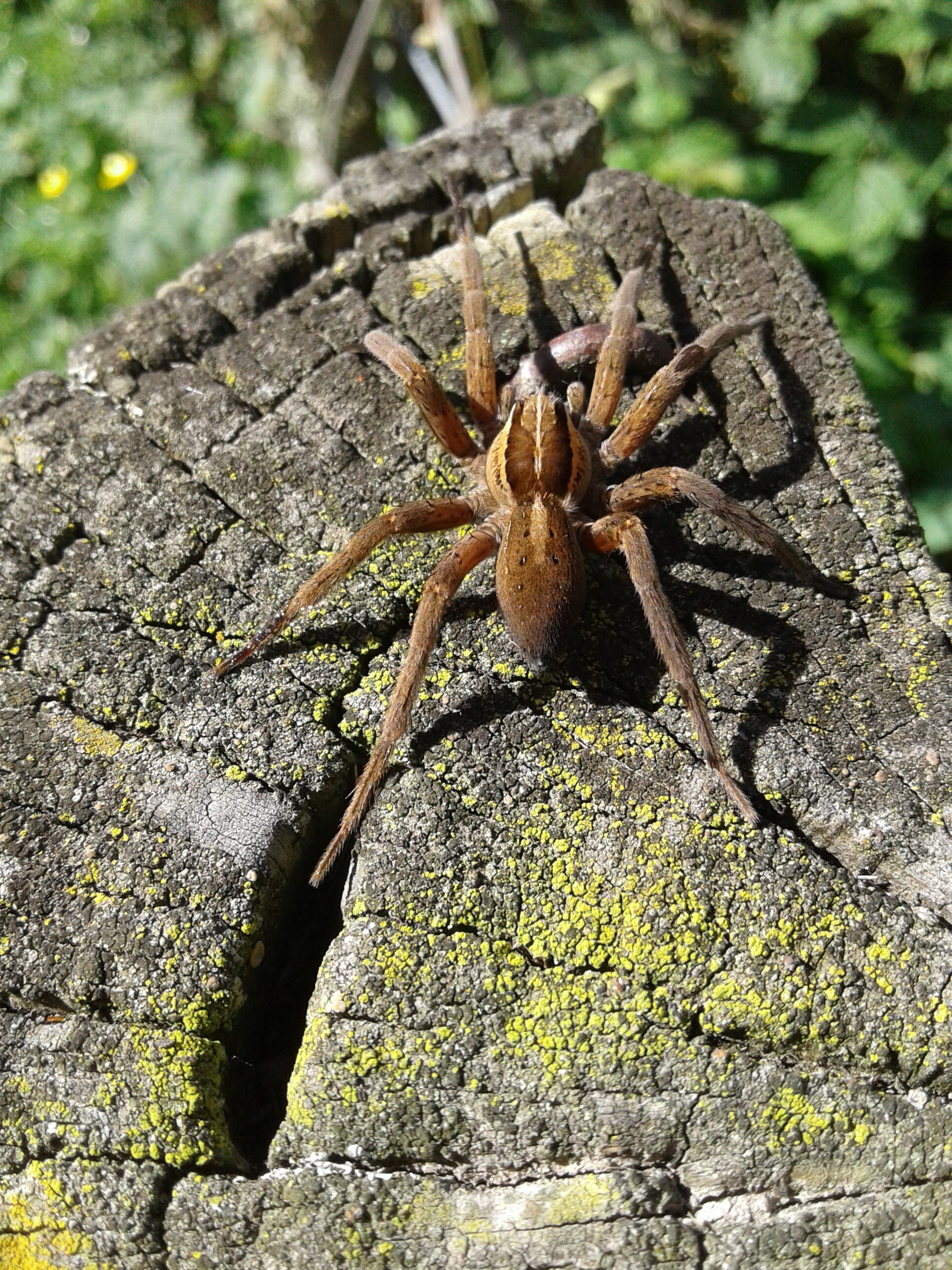 Dolomedes