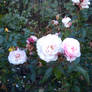 Rose Garden 7