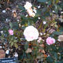 Rose Garden 9