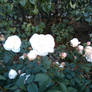 Rose Garden 13