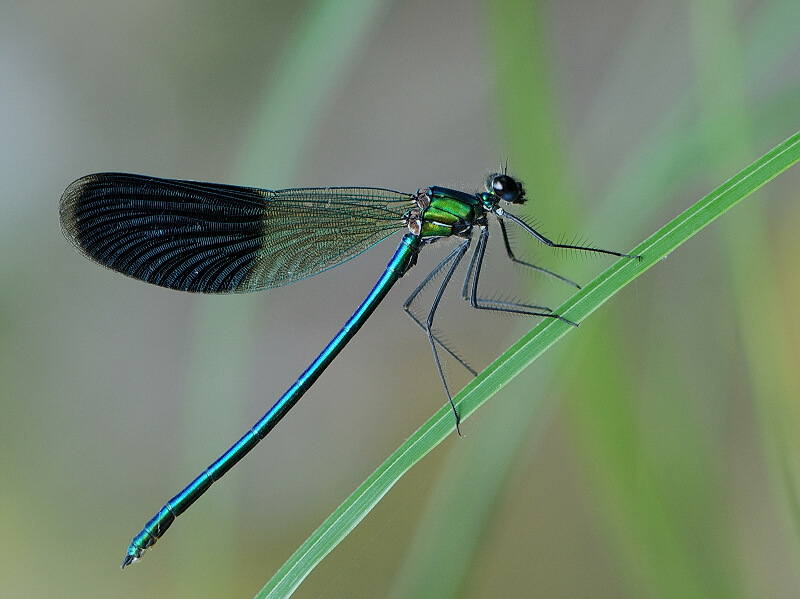 Calopteryx splendens