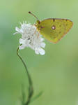 C.crocea by dralik