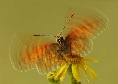 To wave wings