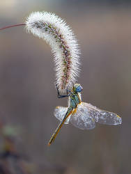 Autumn dragonfly