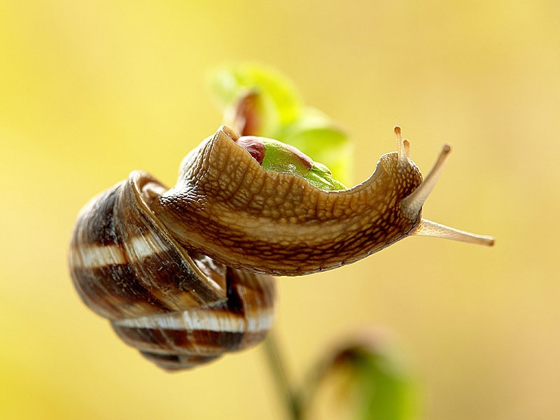 Snail