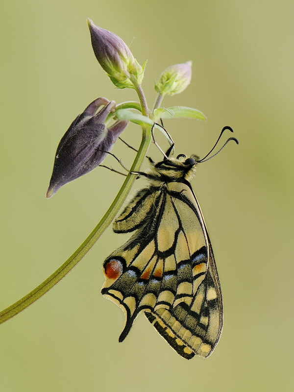 machaon 2009