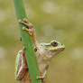 Arborea Hyla