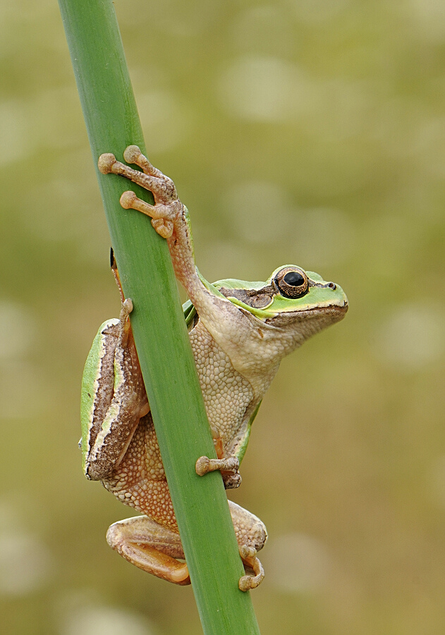 Arborea Hyla