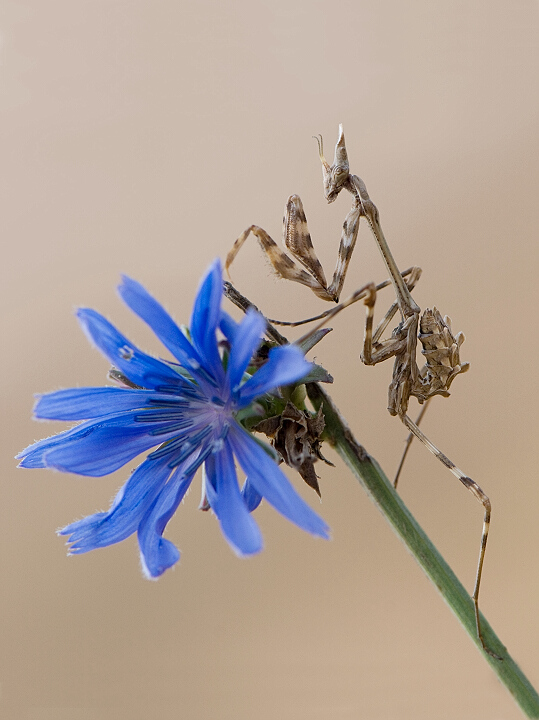 Empusa pennata